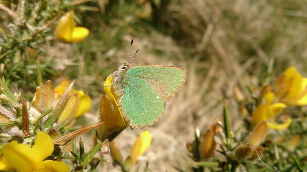 Green hairstreak