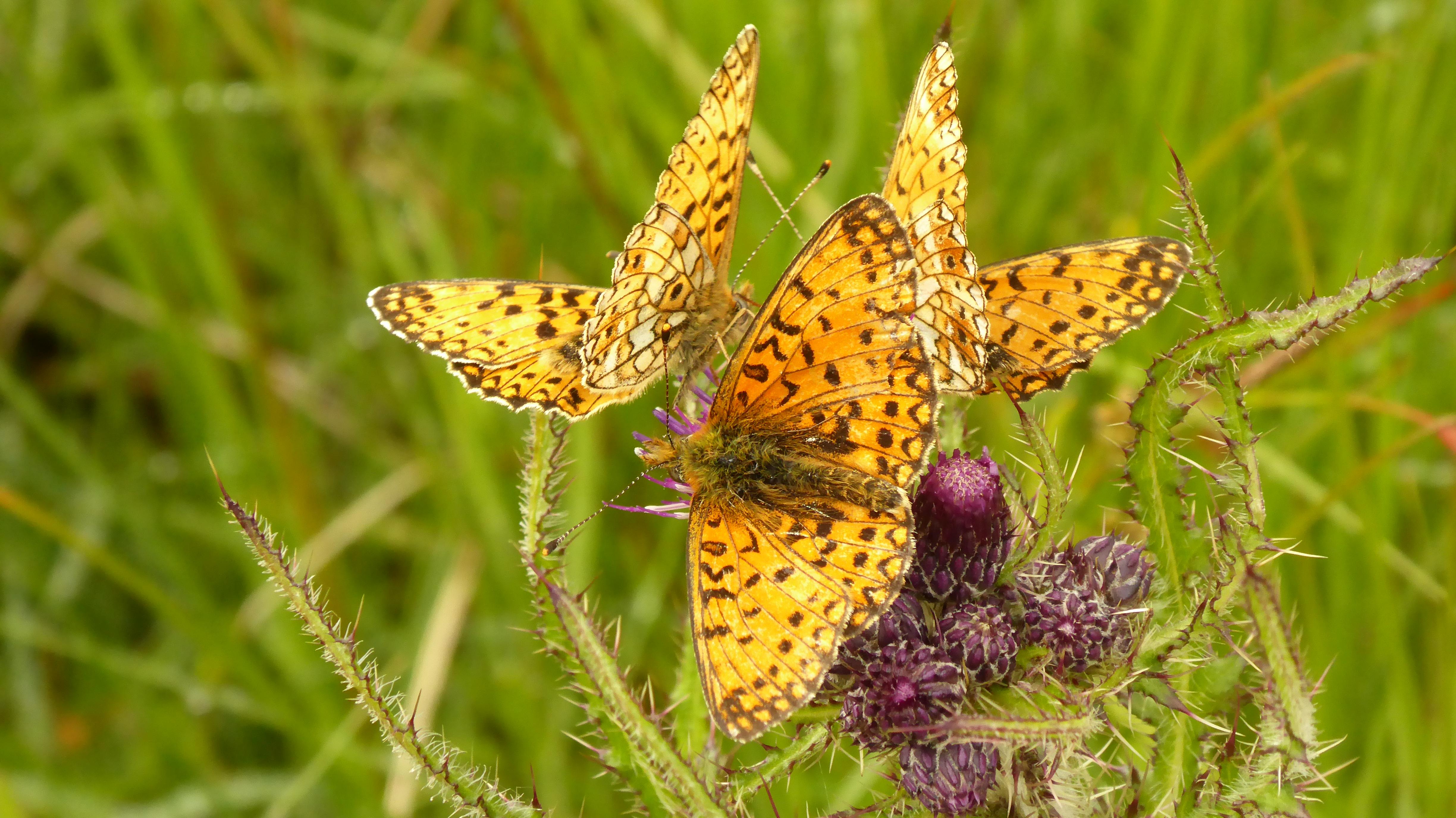 Three small pearl bordered fritillary butterflies