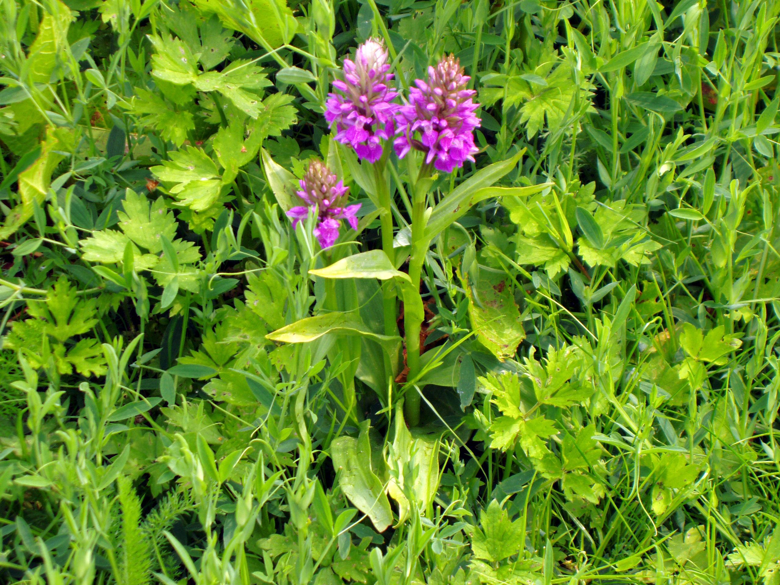 Northern Marsh Orchid flower