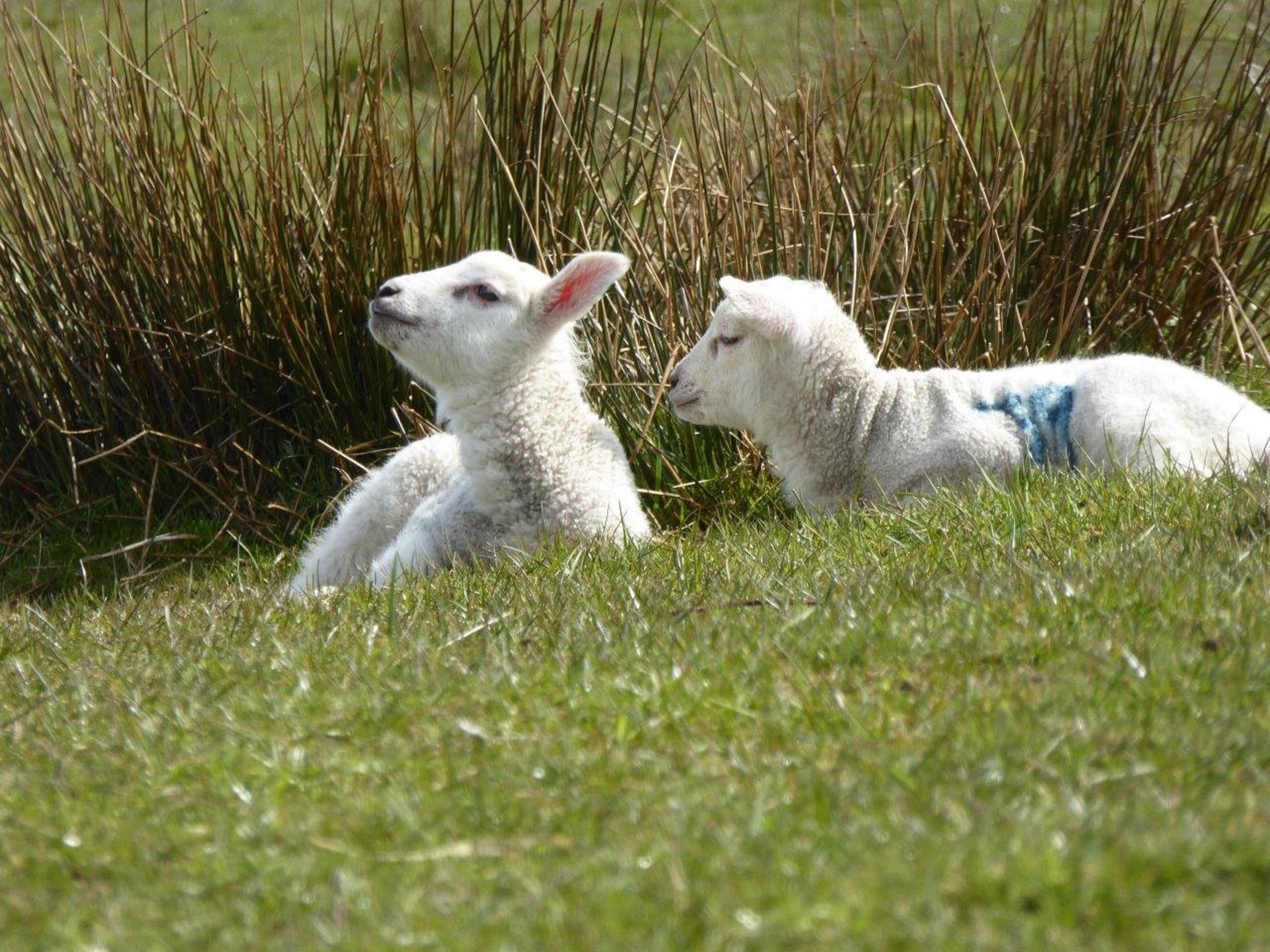 Spring lambs