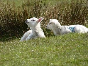 spring lambs